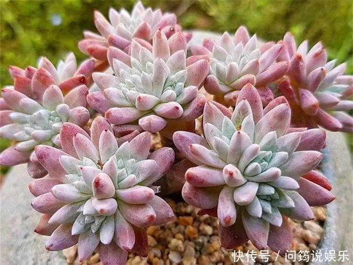 鸾凤玉|今年最火的奇葩多肉,价格这么贵,还有人抢着买!