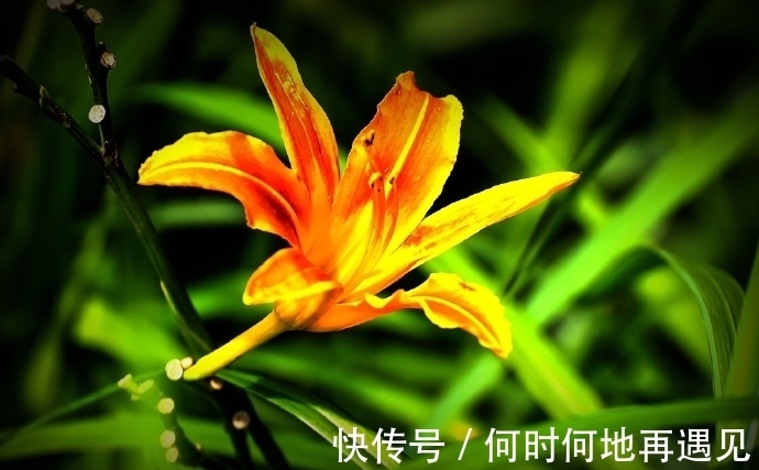 在中国古老广袤的大地上绽放了几千年的中国母亲花——萱草花