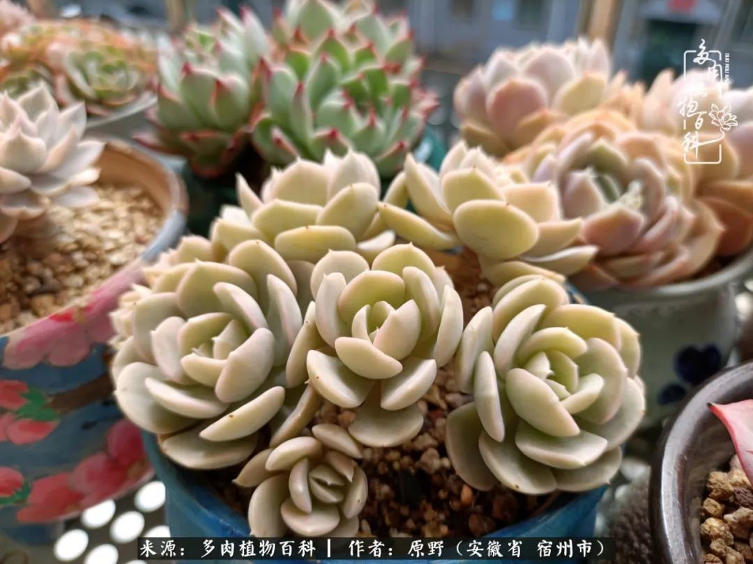 揭秘那些干净又温暖的多肉照片从哪里来