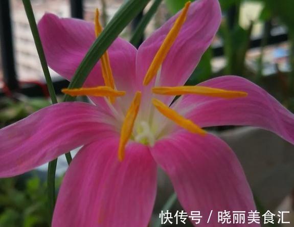 耐热耐雨淋的风雨兰，这样养护全年开花