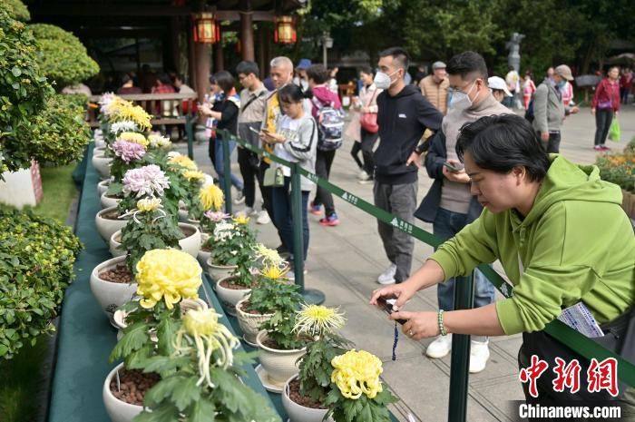 南宁|8万盆菊花亮相广西南宁引游人