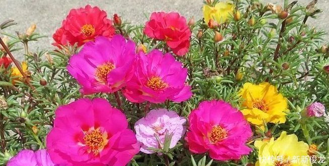 太阳花|夏天养这几朵花,满屋飘香再也没有异味,花开“爆满盆”