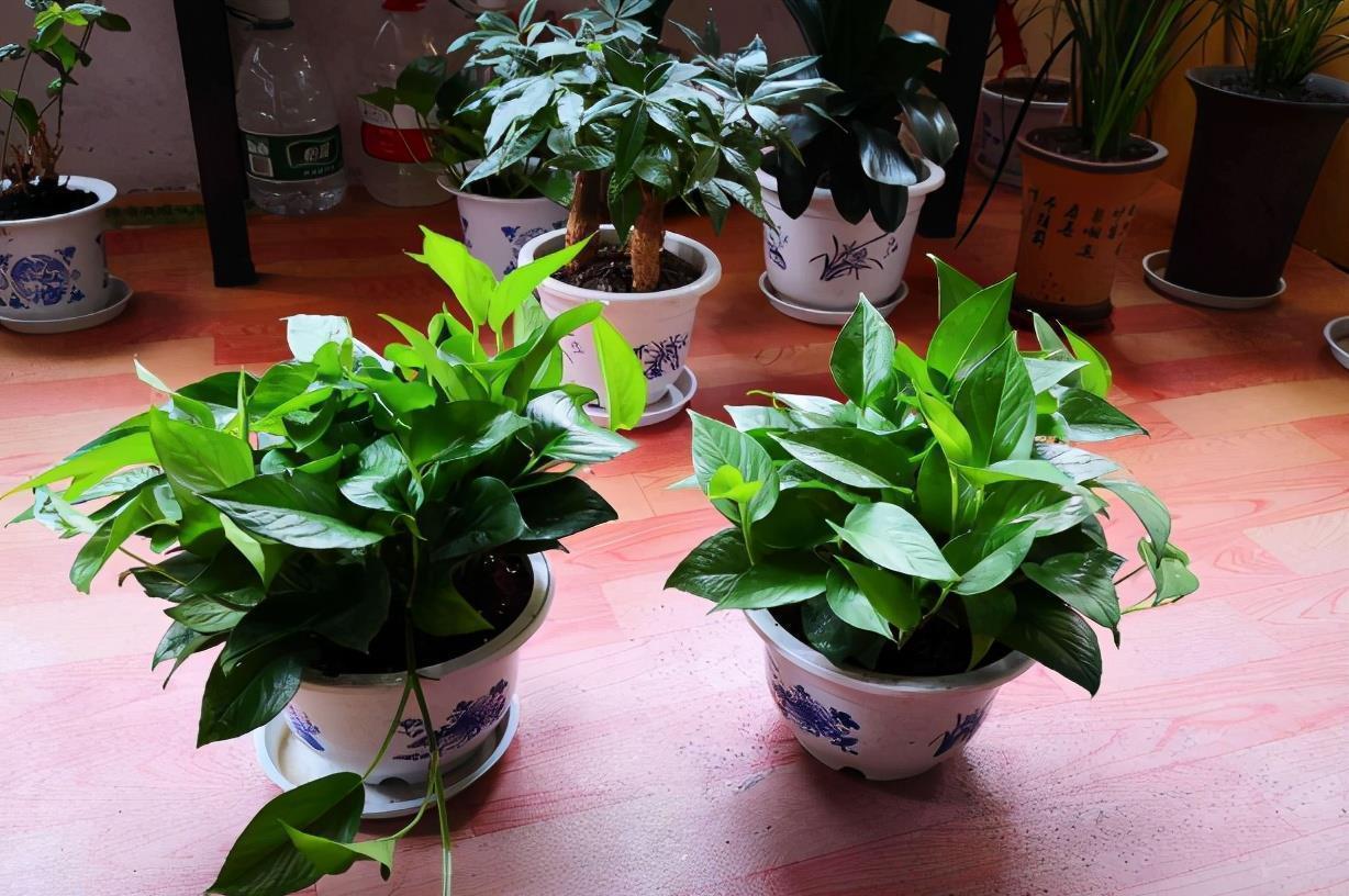 阳台室内都可养的“3种盆栽”，虽普通却皮实好养，清新又美观