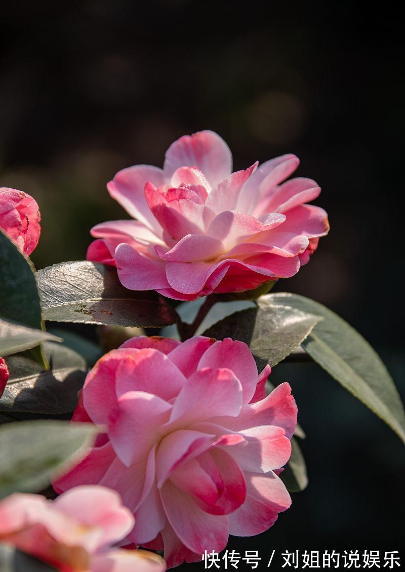 长寿花|4种漂亮花冬季开，做年宵花很美，养一盆在家里，都温馨浪漫