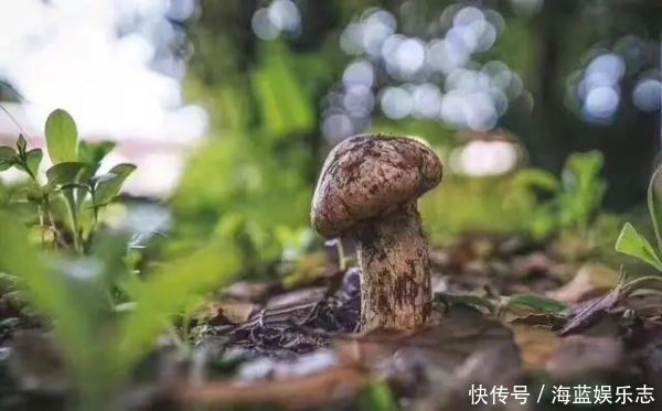 十大名贵山珍,第一比黄金还贵,第十是道家常菜,有你家乡的吗
