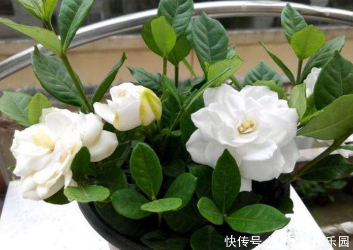 枝条|4种漂亮花,别乱浇水,水越多开花越少,旱着养反而长得旺