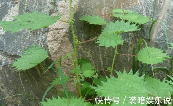 此物|在农村此物亦草亦花,可解蝎子毒马蜂毒,可治中暑消肿止痛!