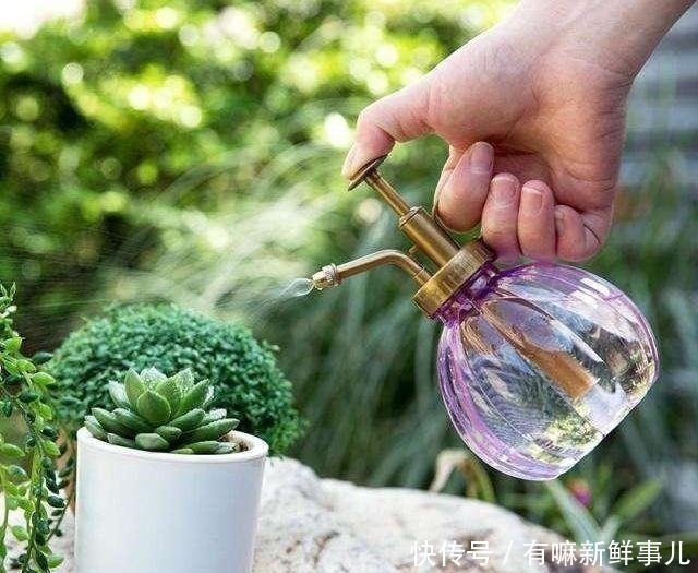 烂根|多肉半死不活,浇水也不行教你3招,吹气般的胖起来!