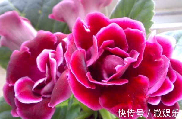 此花，花开比牡丹、芍药都好看，但却被称为“夏必死”，养护难