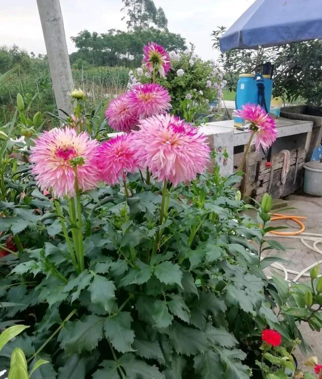 这4种花入冬就“假死”，简单处理一下，明年继续花开烂漫