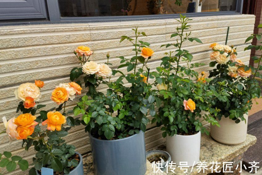 芽点|春天养月季，记住这3点，芽点饱满无盲芽，一次就能开爆盆