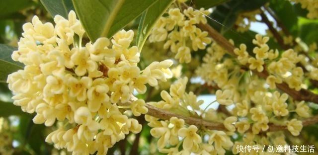 4种香气最迷人的花，桂花上榜，随意养一株都能让家里充满花香！