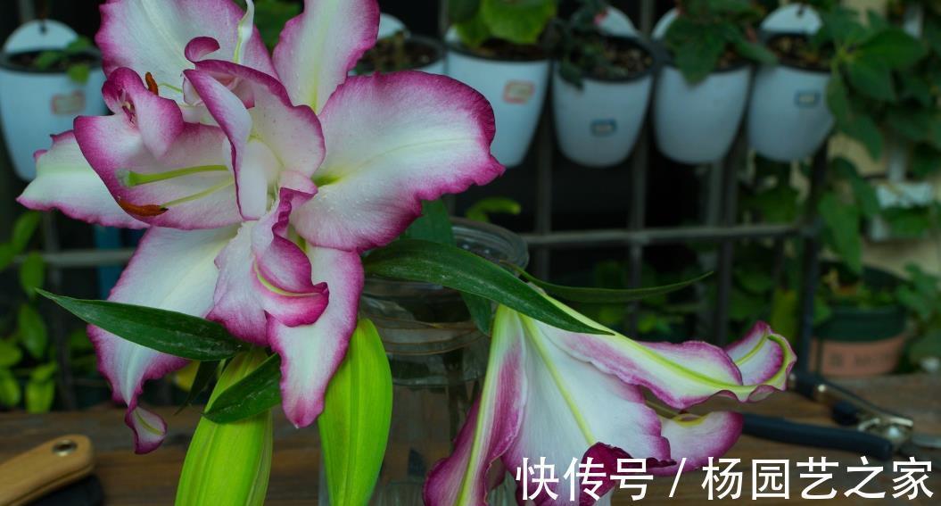 花期|6种花好养还好看,不仅名字好听,而且还能给你带来好运