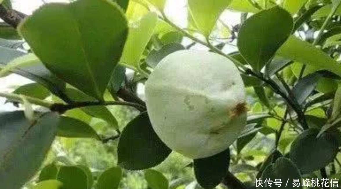 野果子|农村山上的这种“野果子”,是很多80年代人的回忆,你们都吃过吗