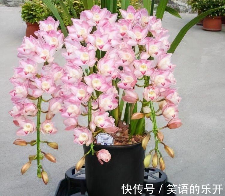 农历10月2日霜降后,养什么花?以下3种花,平安顺利幸福快乐