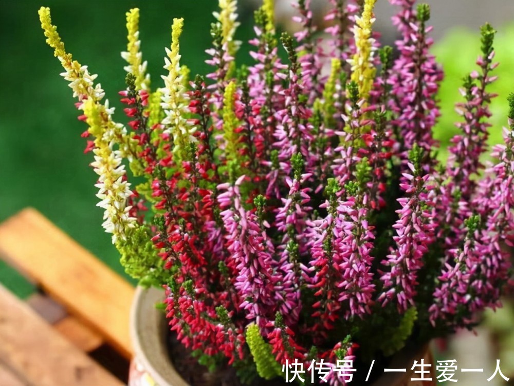 放阳台最“养眼”的6种盆栽,特别是最后一种,长得漂亮自带仙气