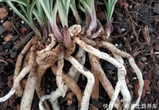 营养土|8年种花经验,老花农教你一招,轻松养兰花,从此大白根系冒不停!