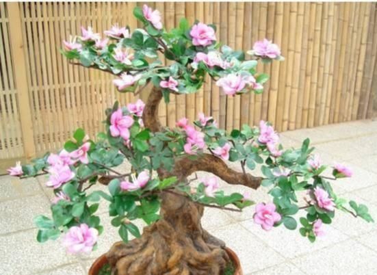 植物|“盆景”想要漂亮,试试3个“套路”,啥花都能养成“裸根盆景”