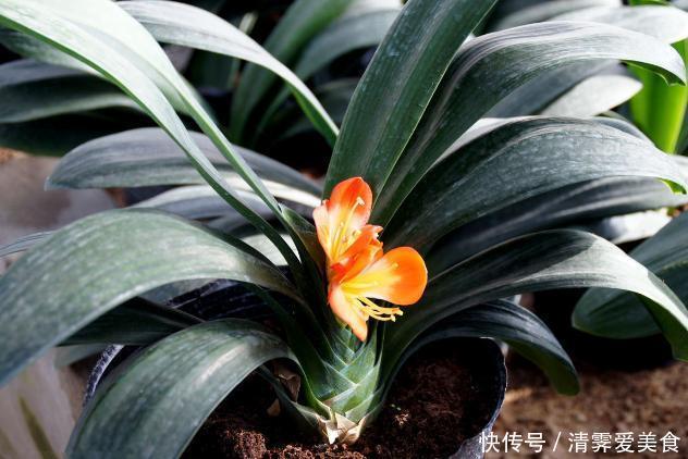 用法|君子兰难养?花1分钟学会这3样东西的用法,爆盆不愁