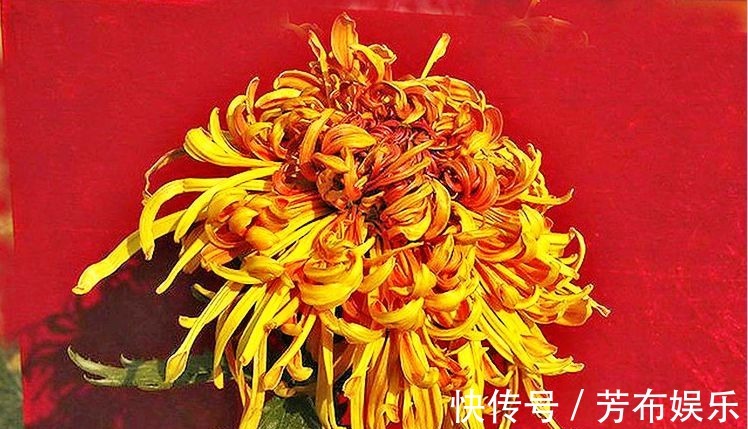 花花|喜欢菊花，不如养盆“菊中精品”枫林夕照，似晚霞枫叶，百媚妖娆