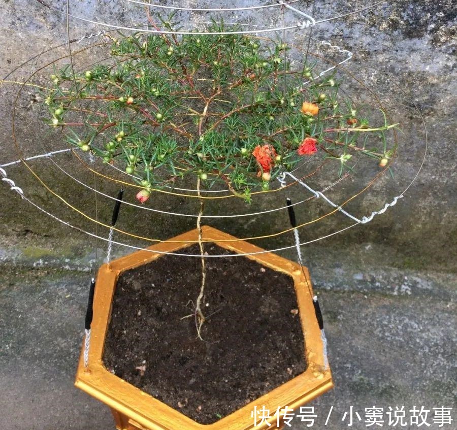 金枝玉叶不能长太高,越矮越值钱,一长高就砍!