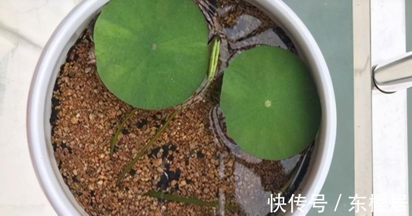 花友们|新人养花养这3样，漂亮好养，还能收获种子育苗，年复年赏花