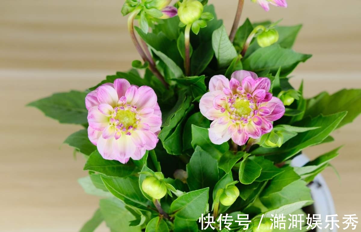 “3种花”有争议,有人说它不吉利,有人说它好寓意,你觉得呢?