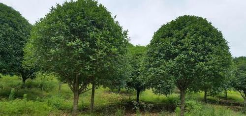 农村庭院爱种植桂花树,老农:有的地方不能种,为啥呢