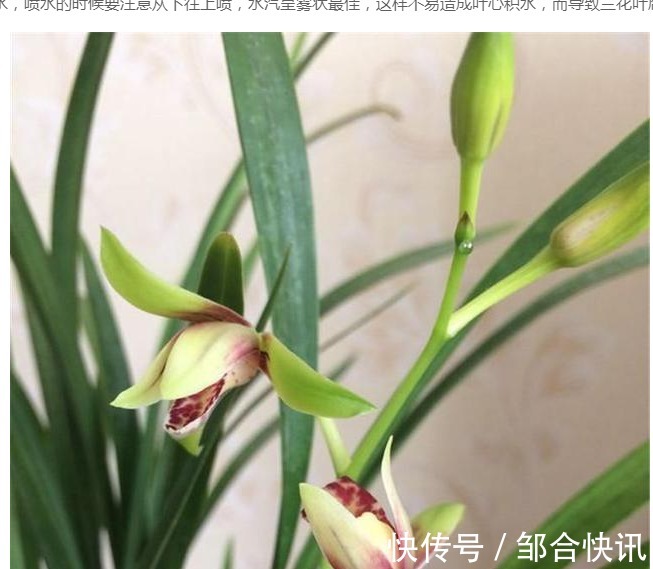 兰花也爱美,保湿工作做得好,兰花长得娇又俏,值得一试。