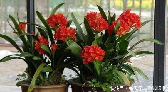 君子兰长满“大水缸”,叶子蹿满32片,“这样”养,你的也可以!