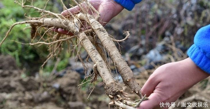 泡水|张仲景黄芪的“铁搭档”,泡水悄悄放几粒,还你“婴儿肝”