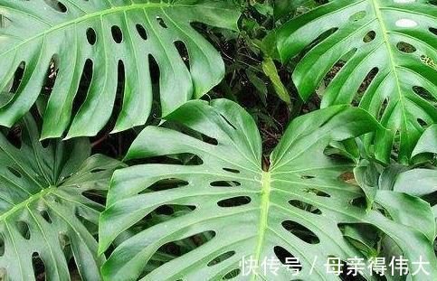 养龟背竹记住4点,开背早、不徒长,叶子一个比一个大