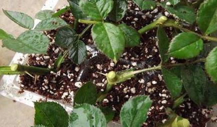 3种花枝条活性高,现在扦插正合适,15天就生根,当年就开花