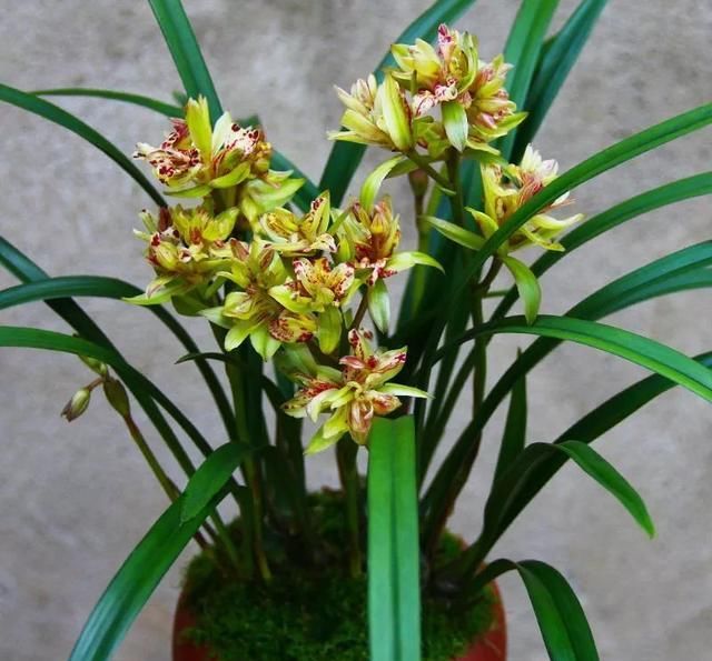 深受古人喜爱的10种花草，每种都历史悠久