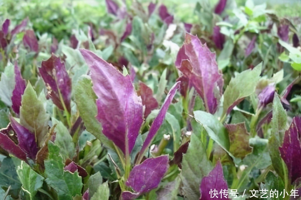 女性不想满脸皱纹,可以多吃三种食物,滋润肠胃,明目养神