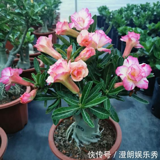 金枝玉叶|养这4种花太省心，丢阳台不管，就能轻松长爆盆，想养死都难