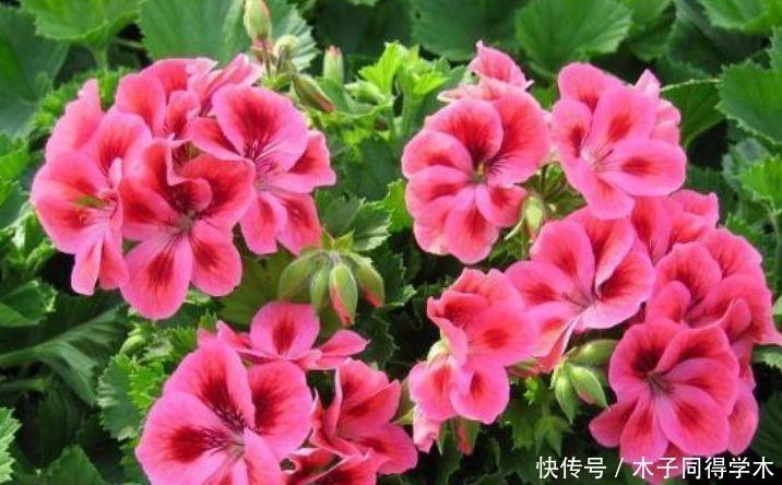 4种花花开媲美玫瑰,花朵姿态万千,颜值超高的