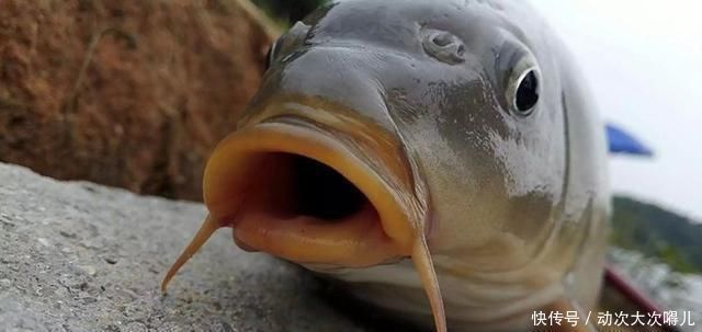 鲤鱼太狡猾不咬钩下次记得用上这招,它再狡猾也会忍不住咬钩