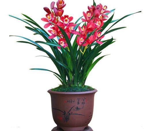  新芽|新芽能挤爆盆的兰花，花色红艳，花苞自带糖果香，每年可开花5次