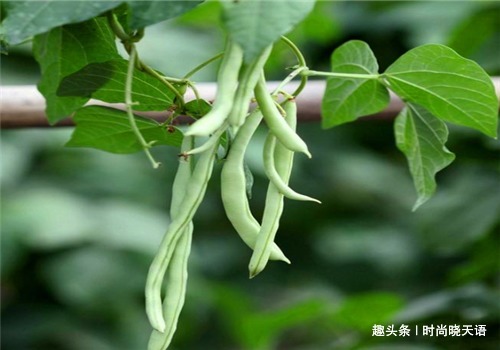 四季豆|人到中年,4种食物经常吃,养胃健脾,排毒清肠,营养又瘦身