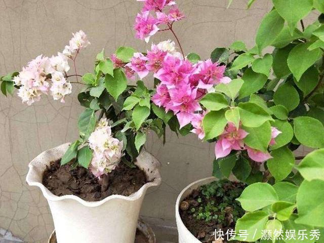 三角梅春天有“4喜”,做好了花叶一起窜,开满一树花