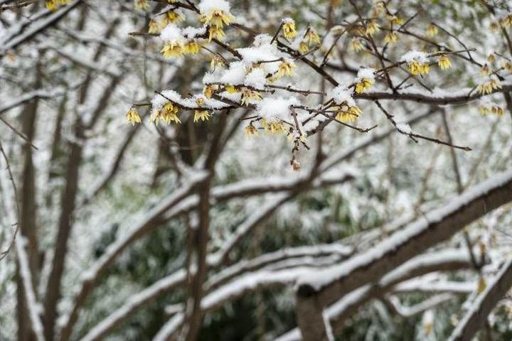 寒梅傲雪|瑞雪兆丰年