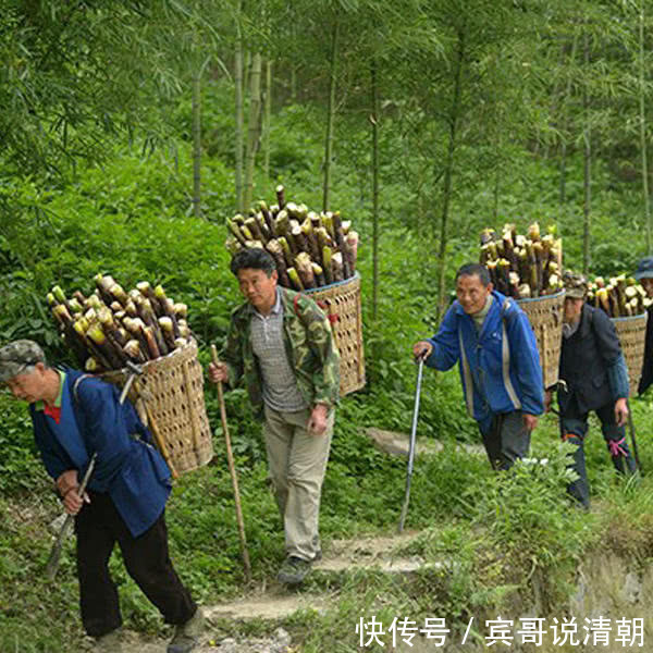 氨基酸|有种野菜本是割来喂猪,有钱人都爱吃,营养贼高