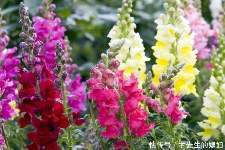 家里要养4种花,开花吉祥又喜庆,比牡丹还美,年年开花美翻