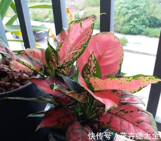 7种“转运花”,家里养一盆,漂亮又吉利,还有好运气