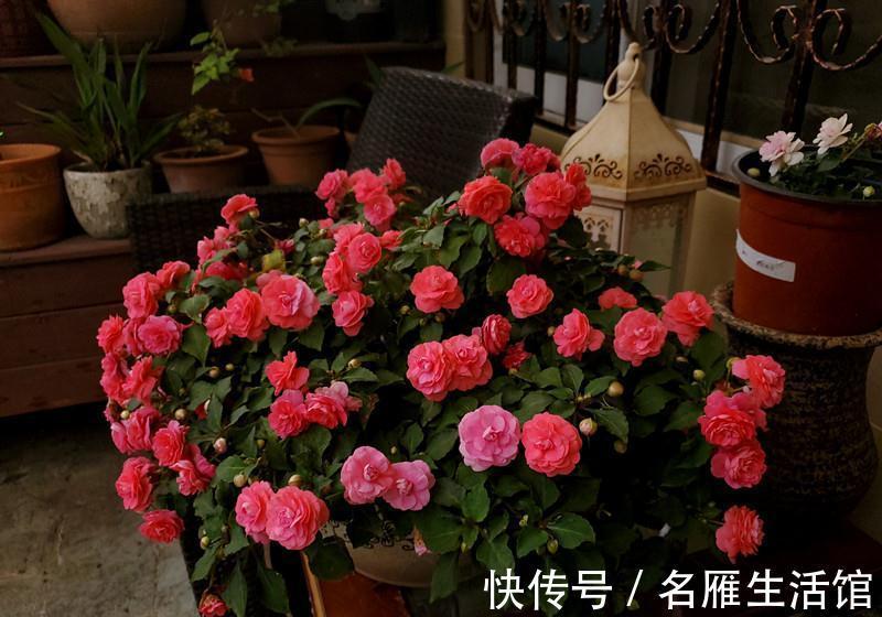 6种“漂亮花”，农村特别多，种一棵就开成花海，秋天赶快种起来