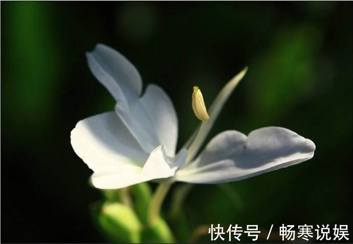 这花盛开似白蝴蝶翩翩飞舞,可惜只有农村才有,城里人花钱买不到