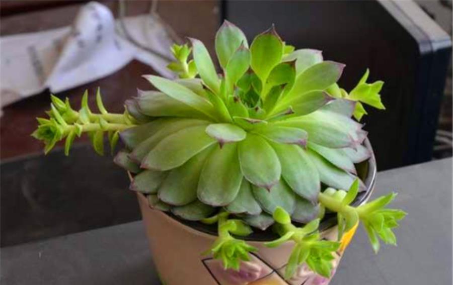 阿勇|5种最美的绿色多肉,不用上色就很美,养成老桩更惊艳