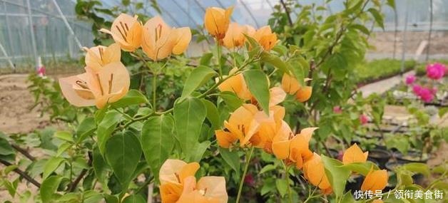 茉莉花|野外捡点“这种土”,栀子花茉莉花最喜欢,透气有营养,省钱好用!