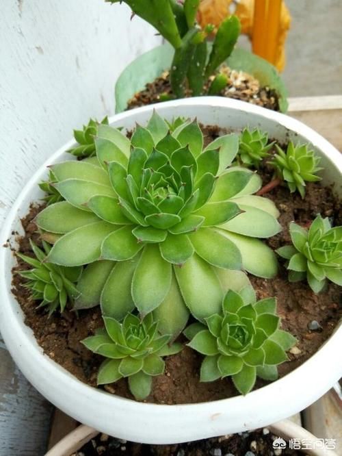 观音莲如何养到爆盆？